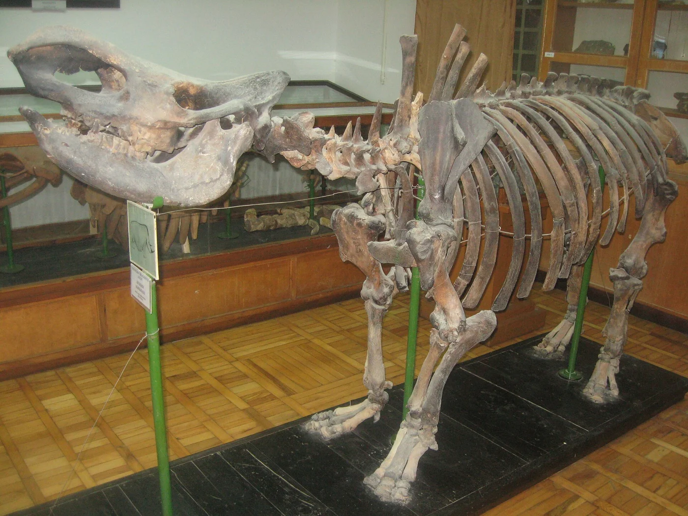 Hasanbey Zardabi Natural History Museum