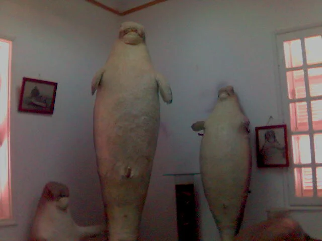 Hurghada Marine Museum & Aquarium
