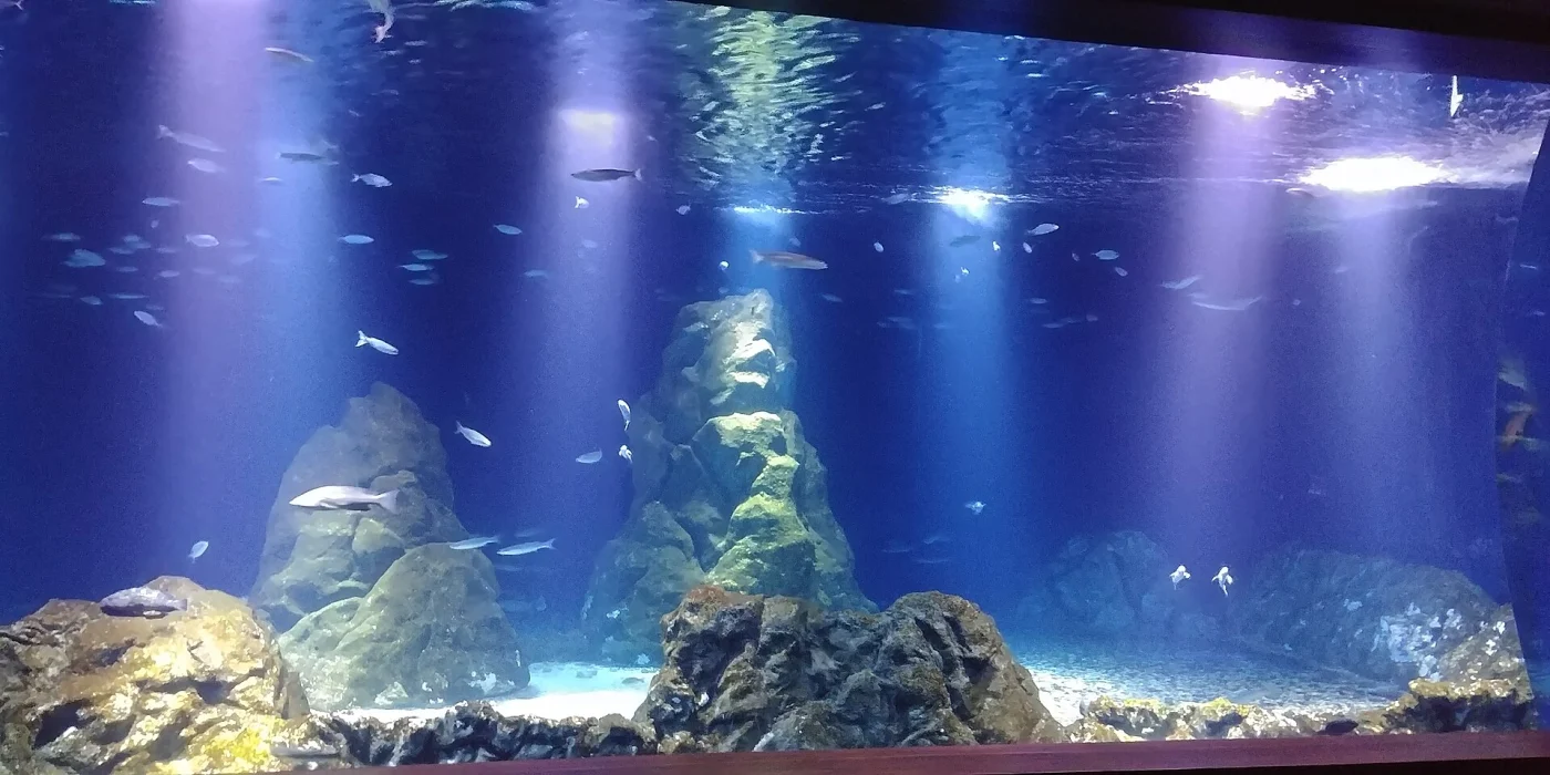Israel aquarium