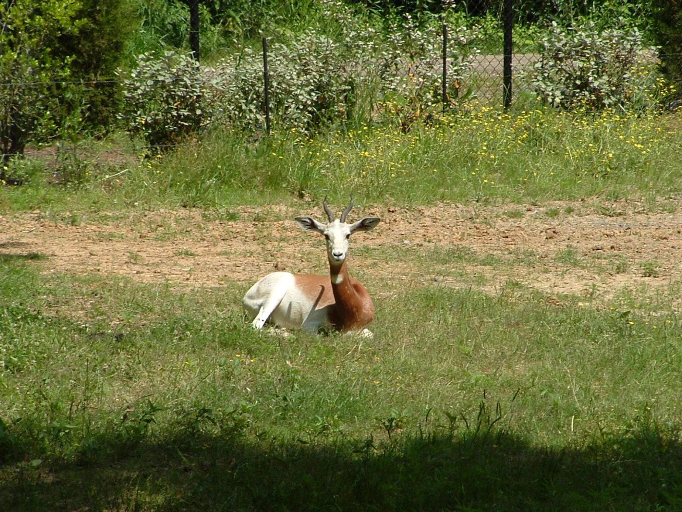 Jackson Zoo