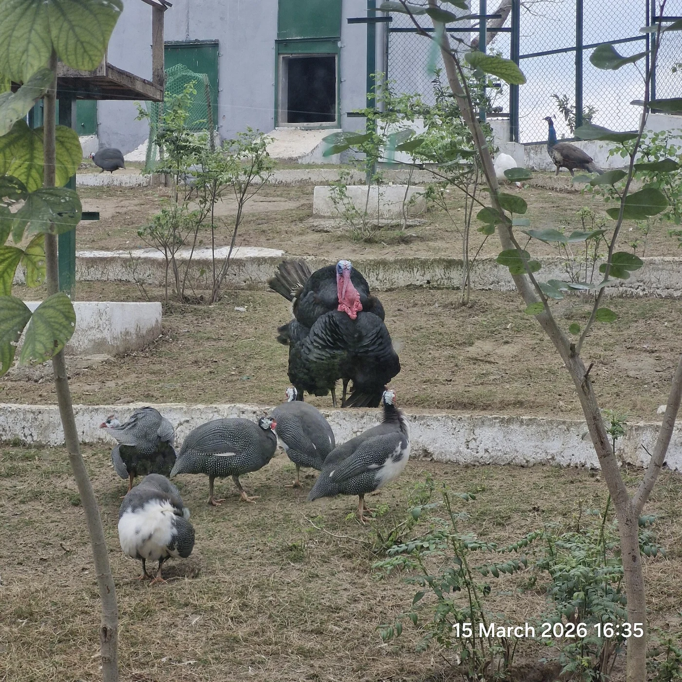 Jambu Zoo