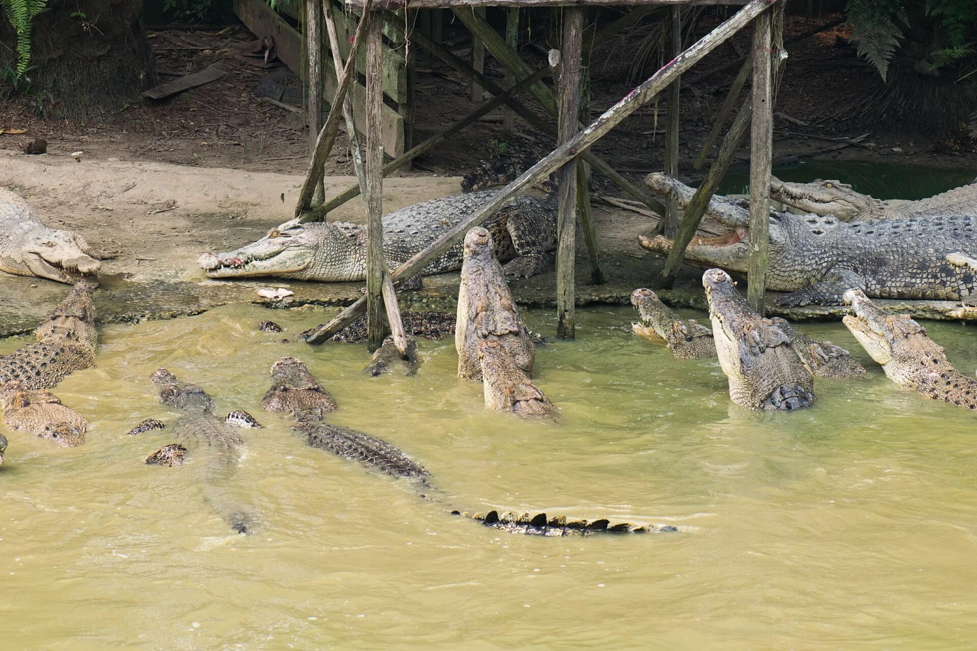 Jong's Crocodile Farm and Zoo
