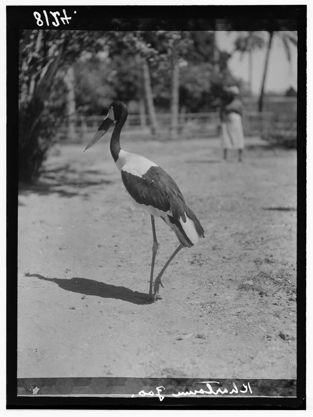 Khartoum Zoo