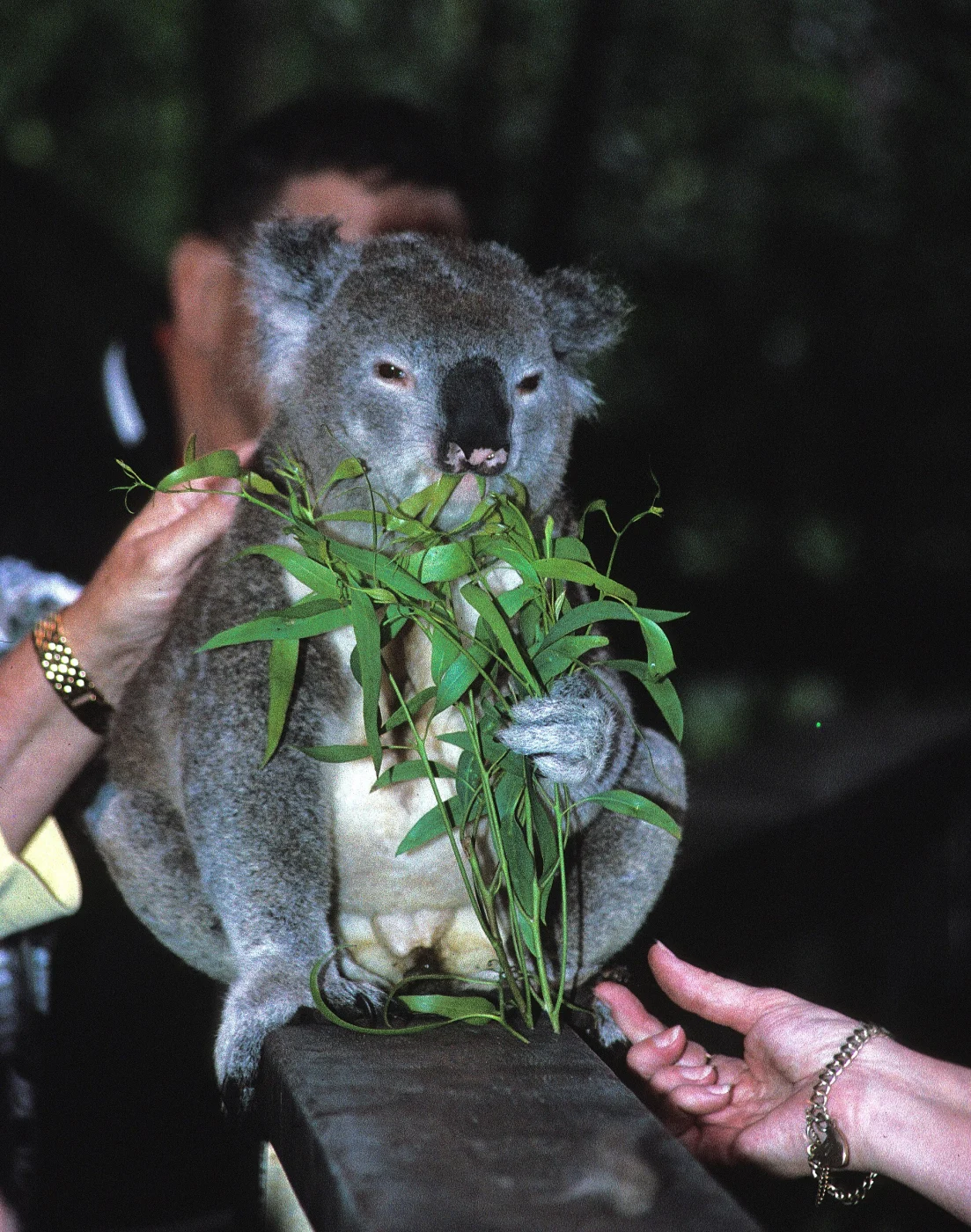 Koala Park Sanctuary