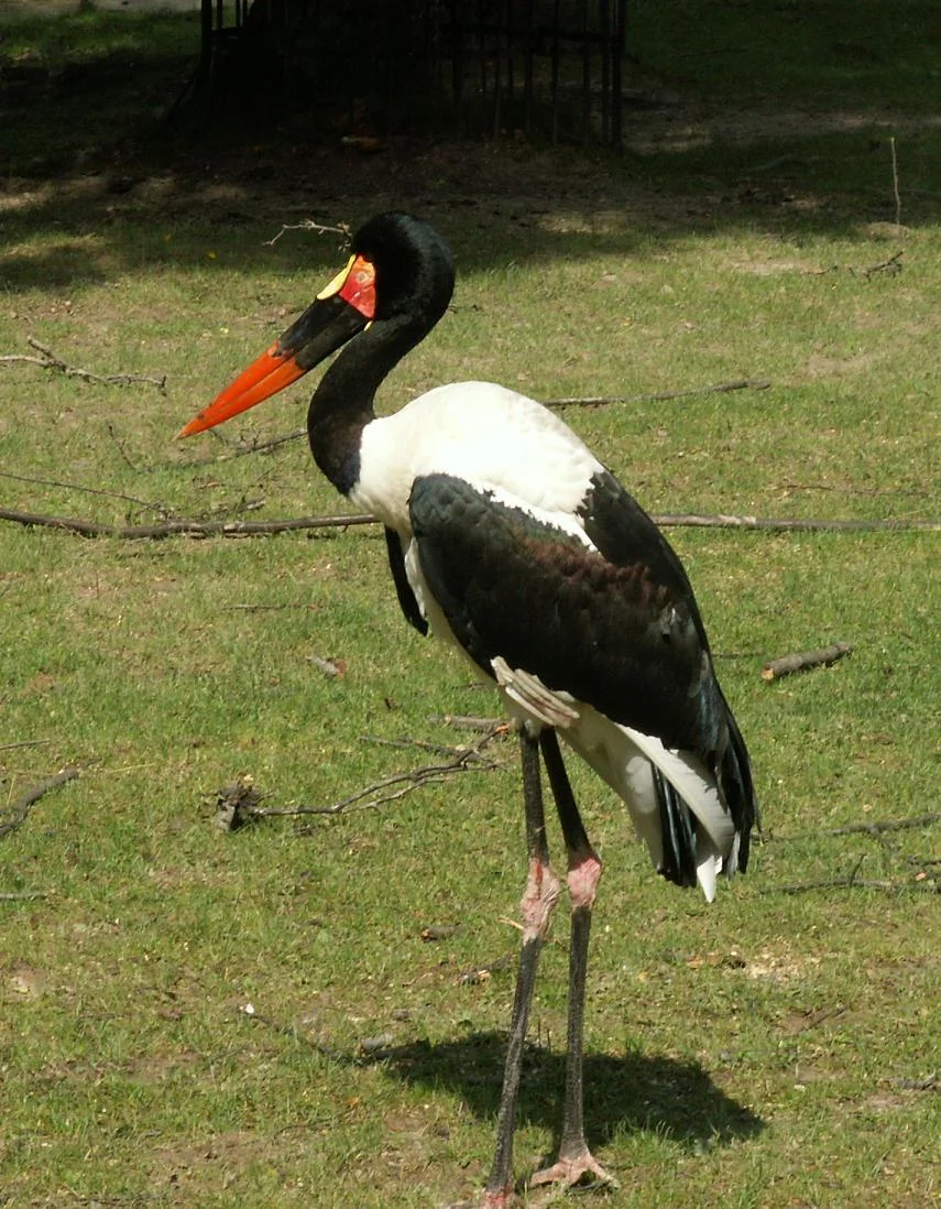Krakow Zoo