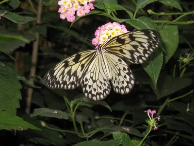 La Serre aux papillons
