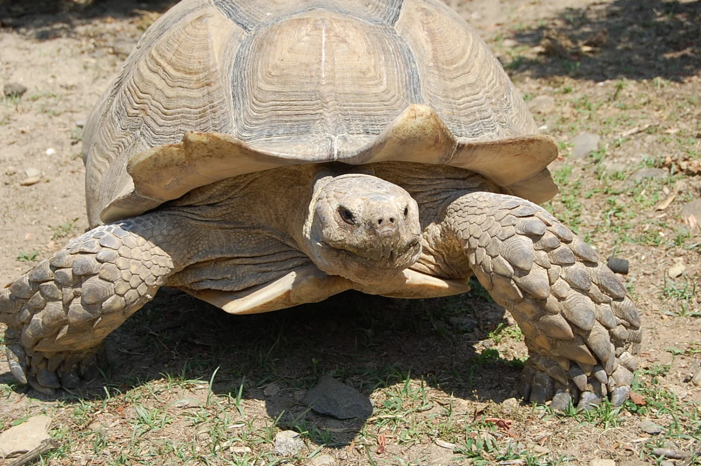 La Vallée des Tortues