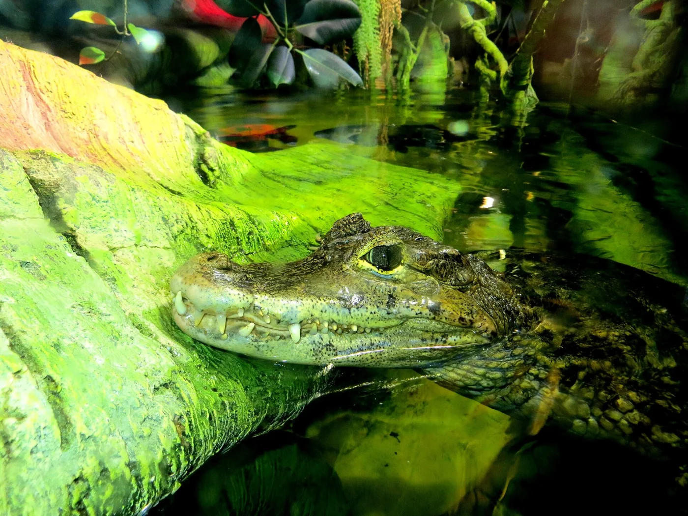 Latgale Zoo