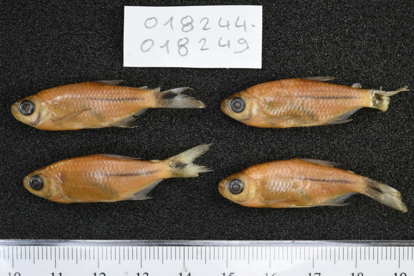 Leibniz Institute for the Analysis of Biodiversity Change