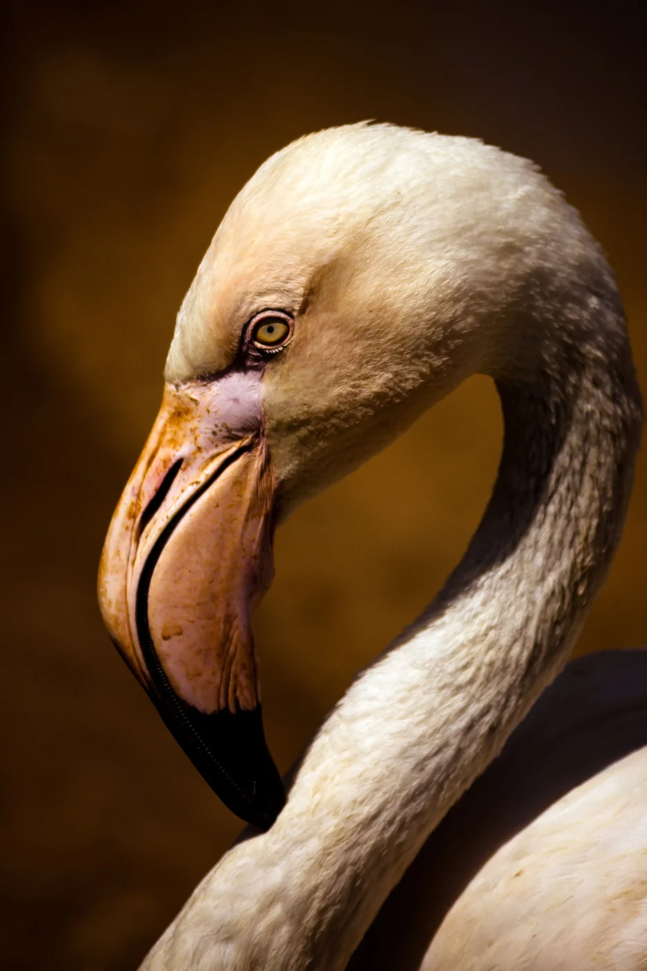 Limassol Zoo