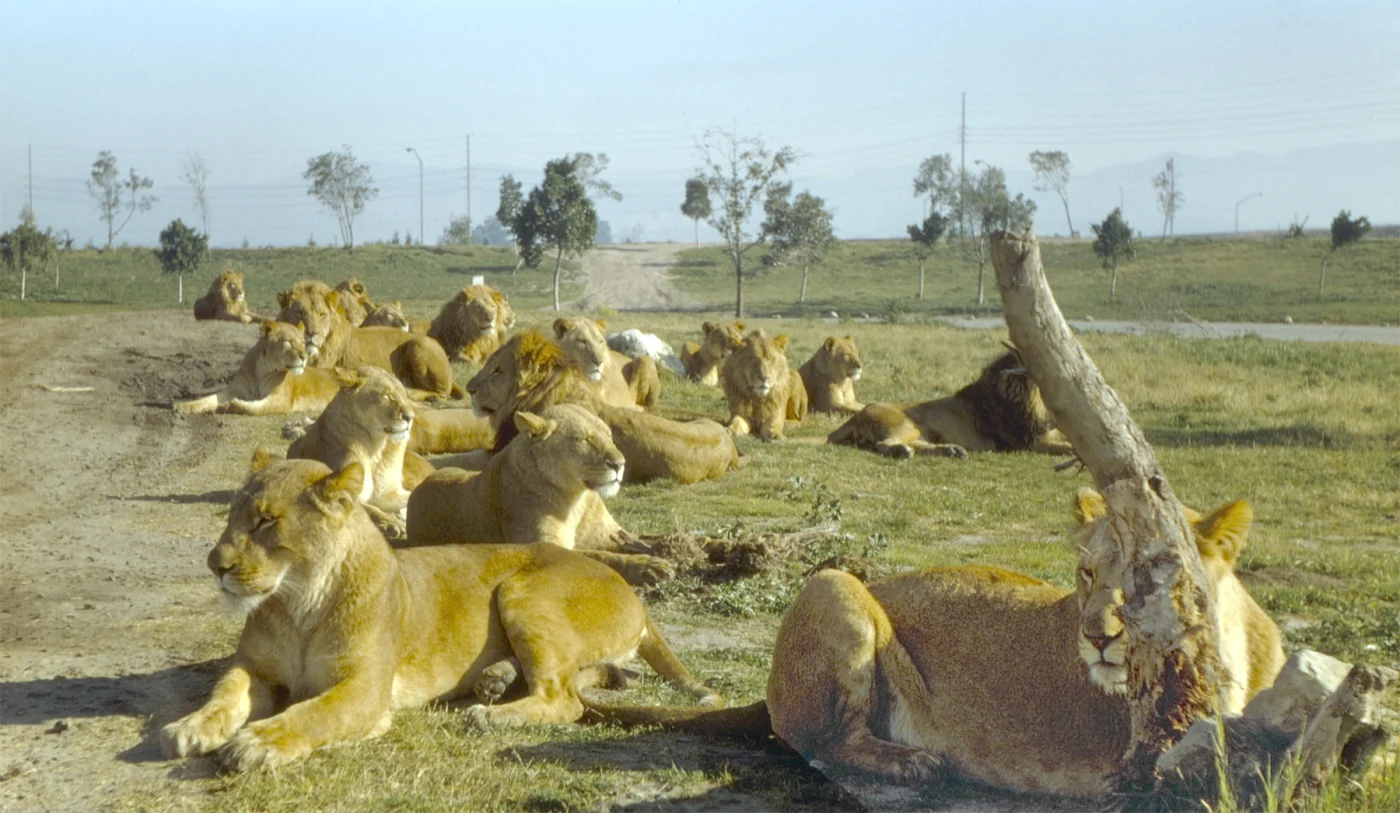 Lion Country Safari