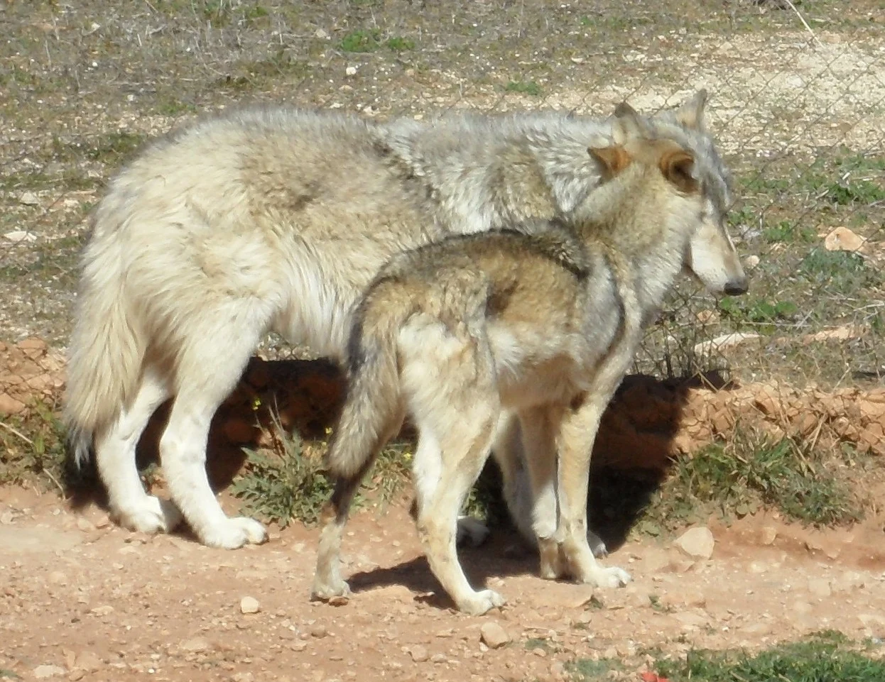 Lobo Park