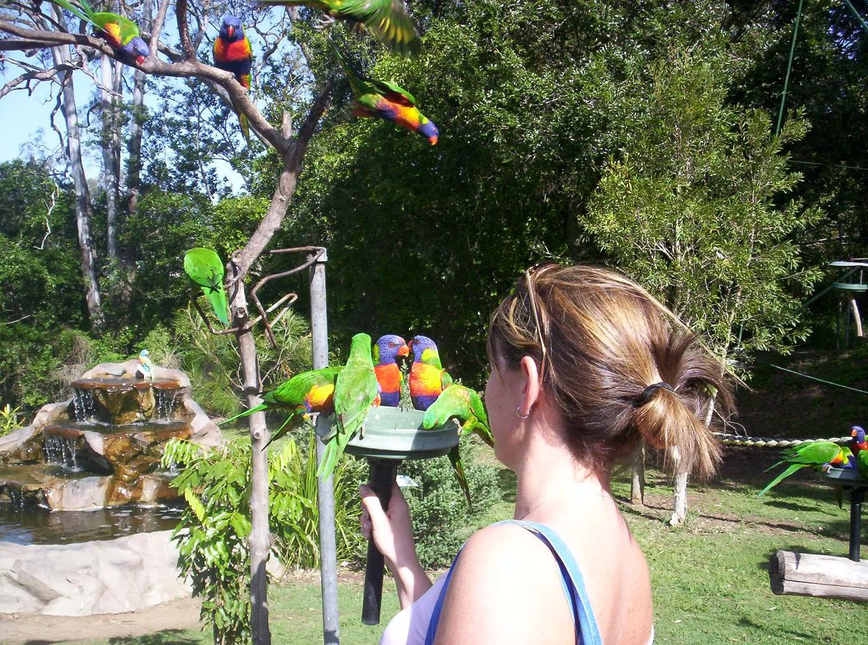 Lone Pine Koala Sanctuary