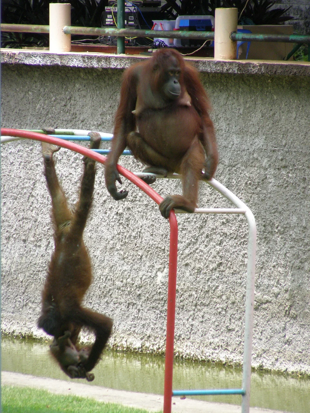 Lopburi Zoo