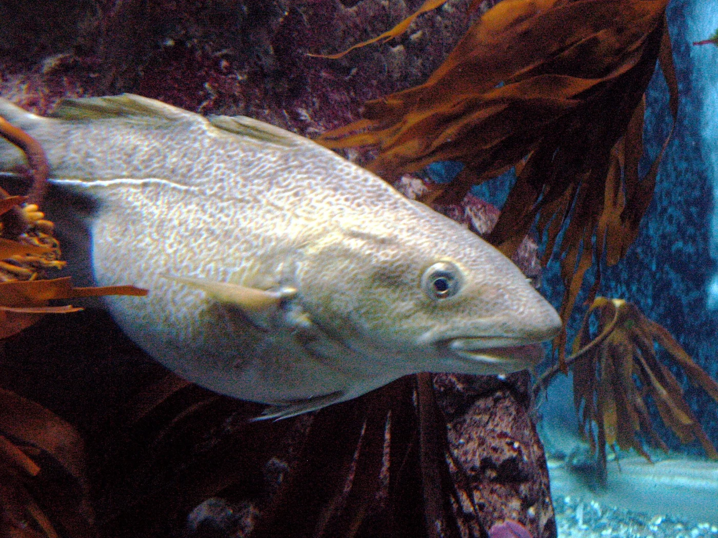 Macduff Marine Aquarium