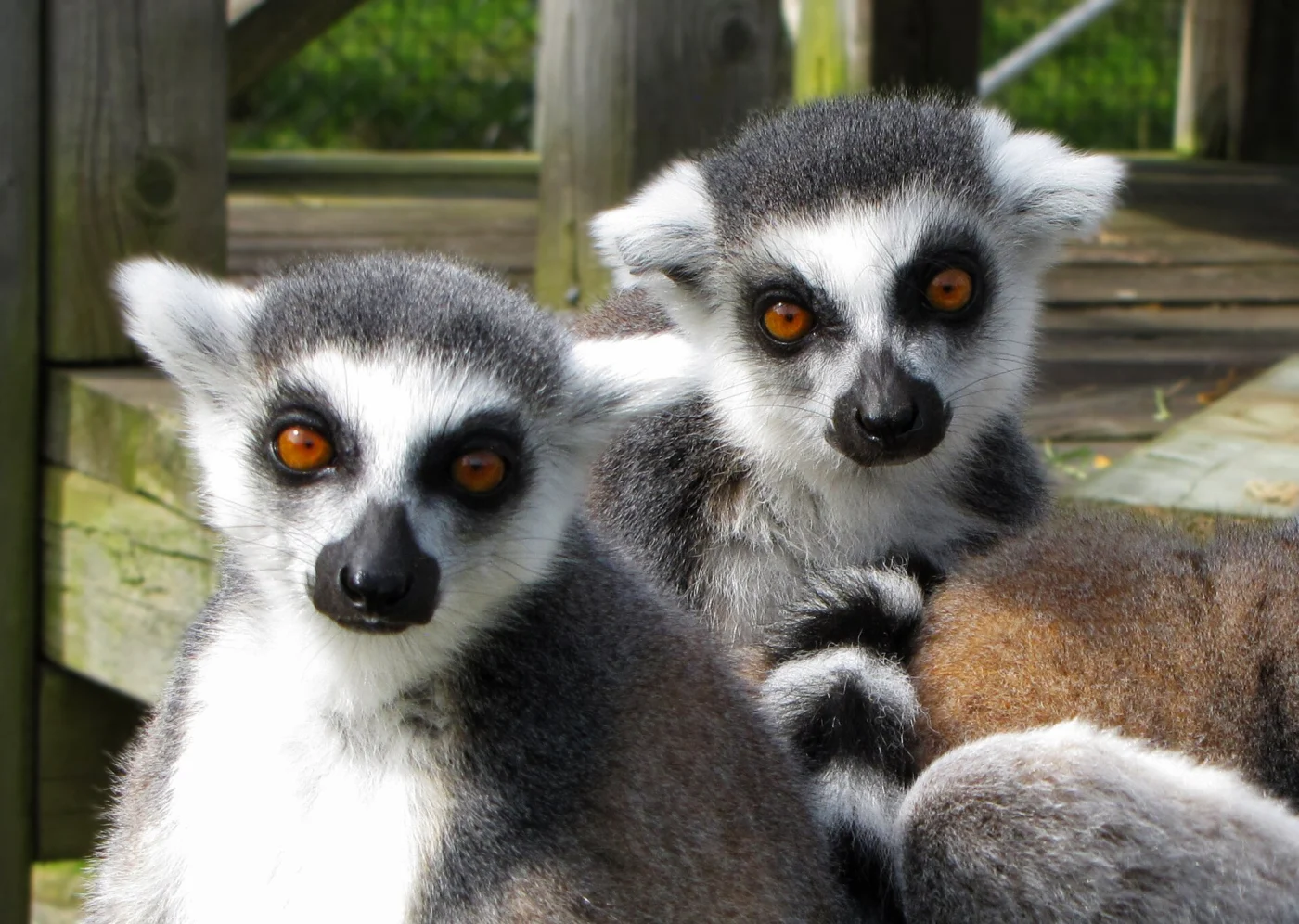 Magnetic Hill Zoo
