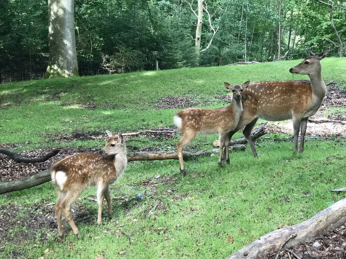 Marselisborg Deer Park