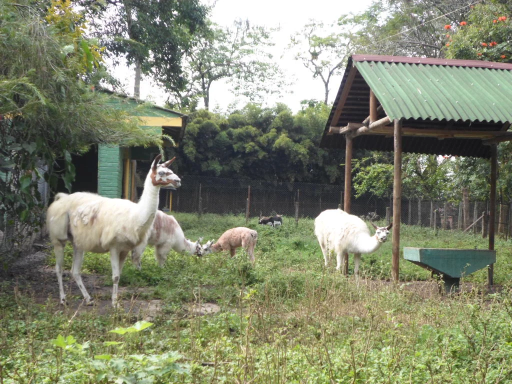 Matecaña City Zoo