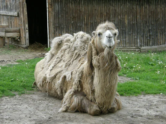 Mena Zoo