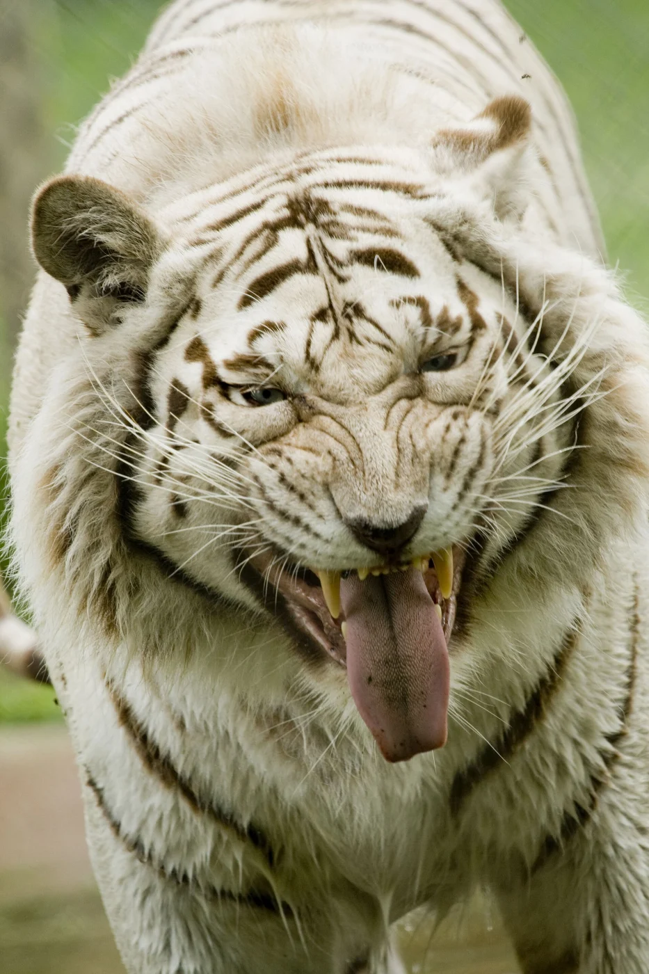 ME's Zoo