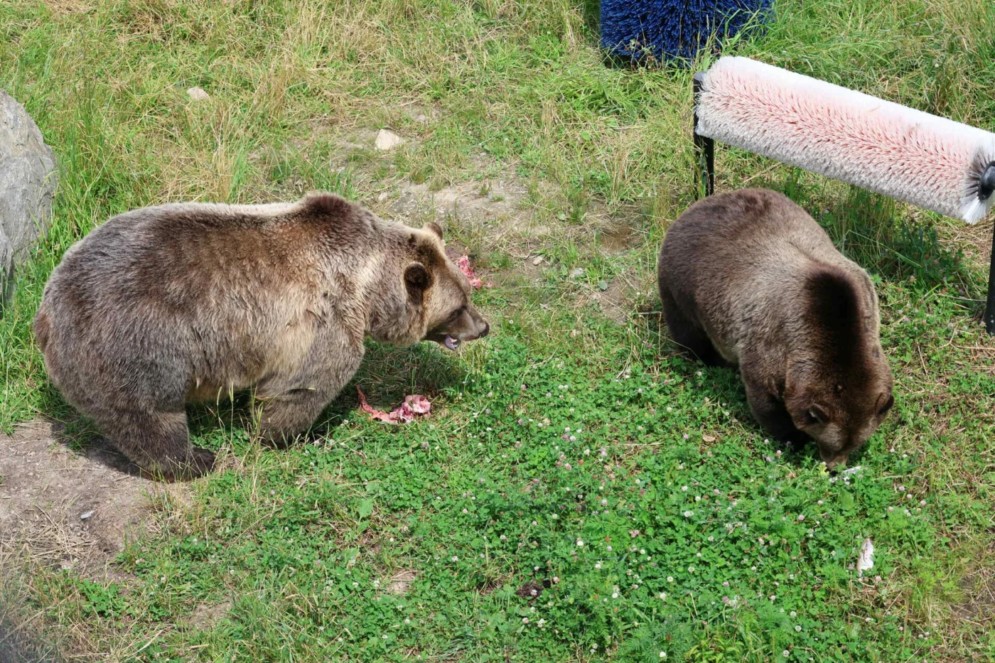 Miller Zoo