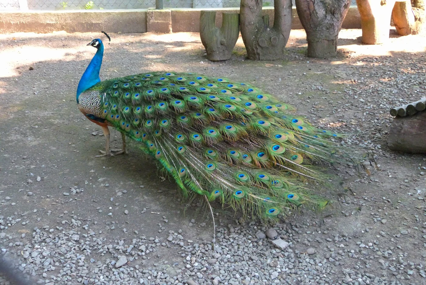 Mini Zoo