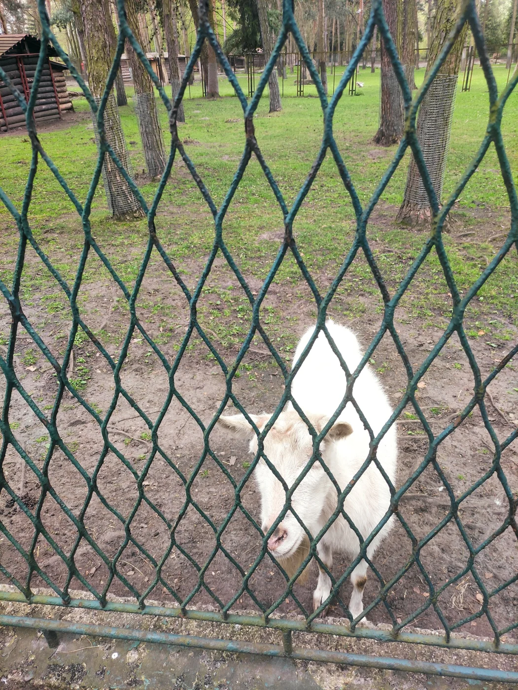 MiniZoo in Jacek Kuroń Park in Sosnowiec