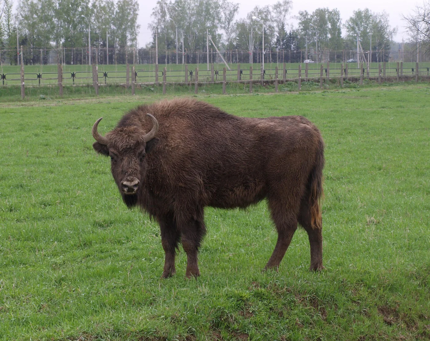 Mogilyov Zoo