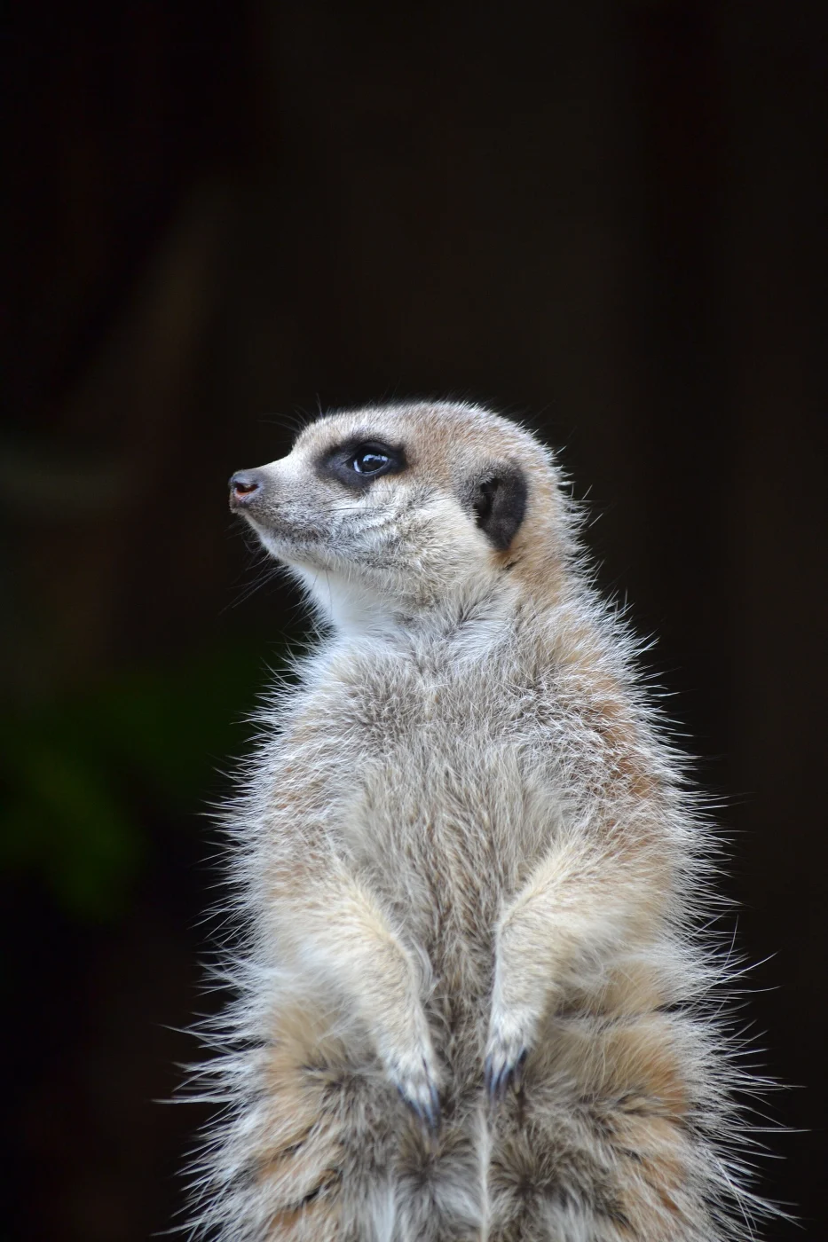 Mogo Wildlife Park