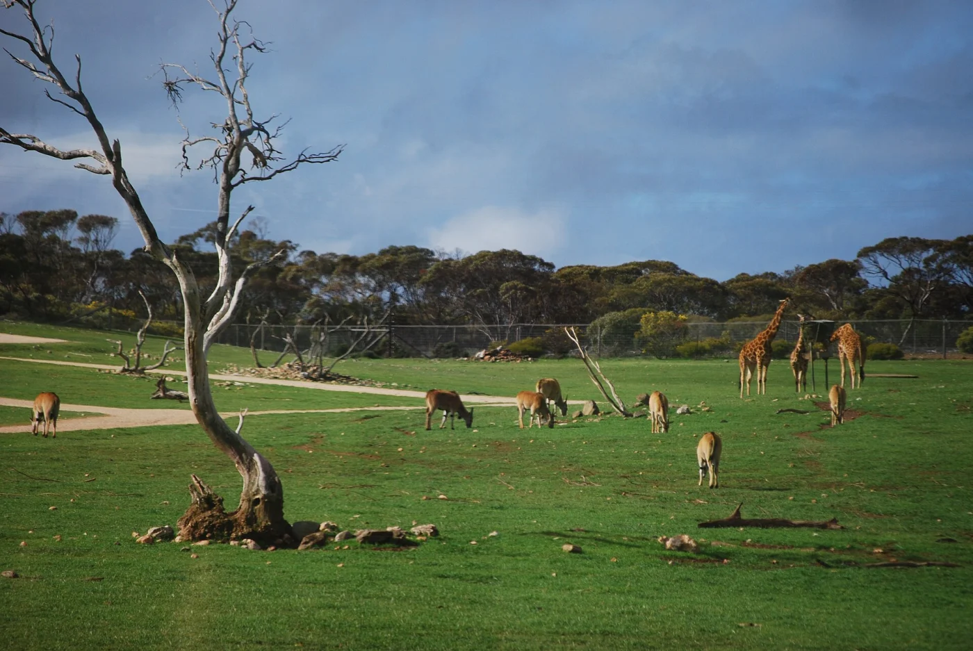Monarto Zoo