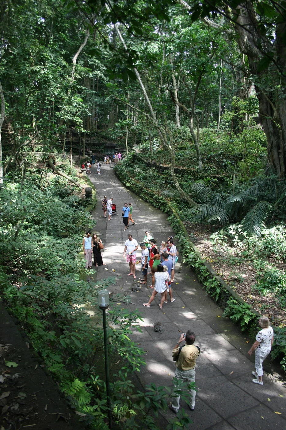 Monkey Forest