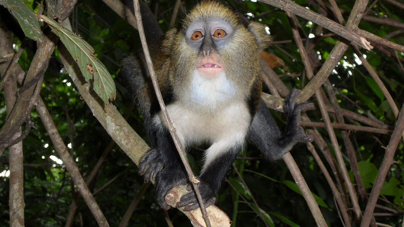 Monkey Sanctuary