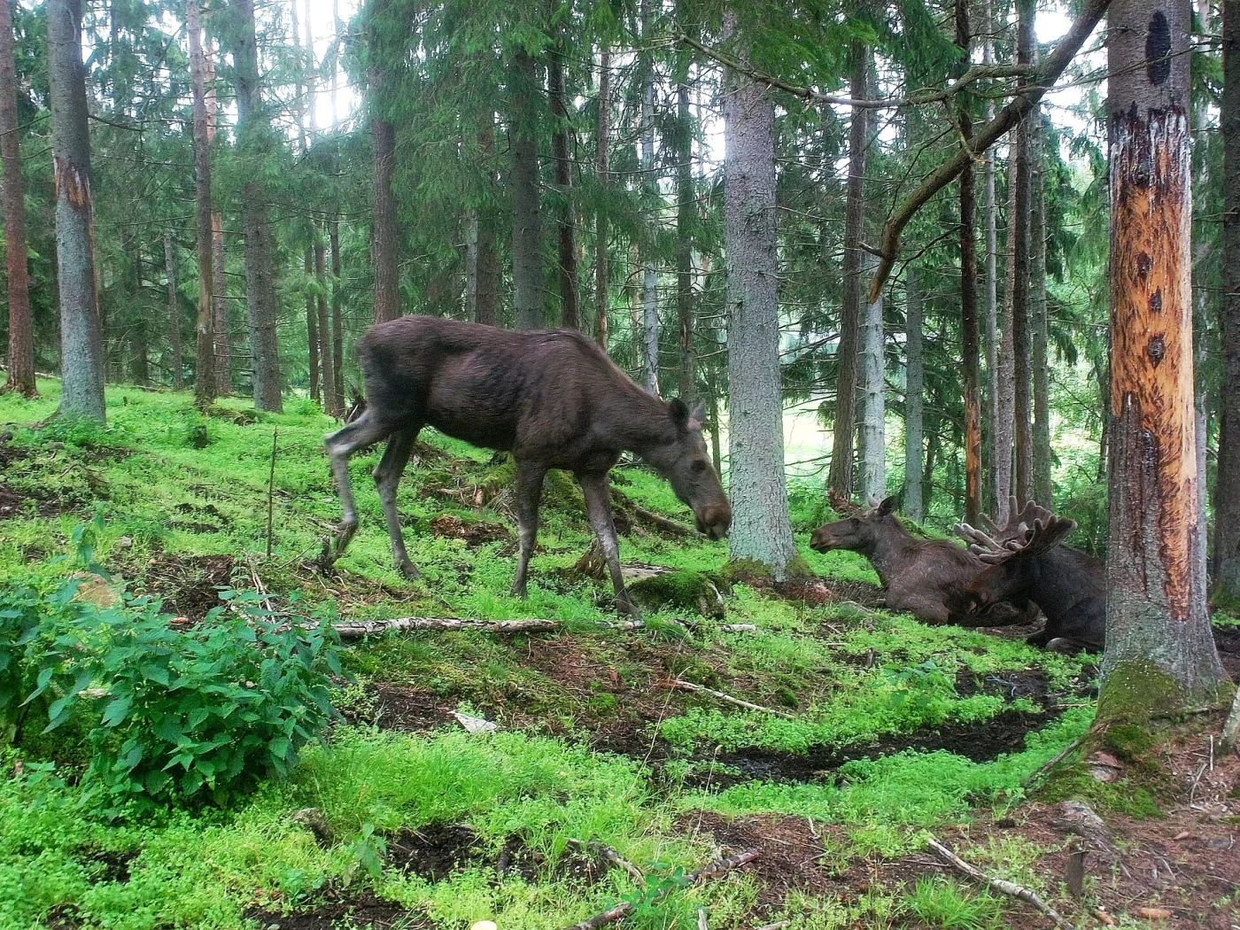 Moose of Annerod