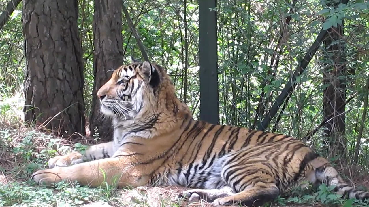 Murree Wildlife Park