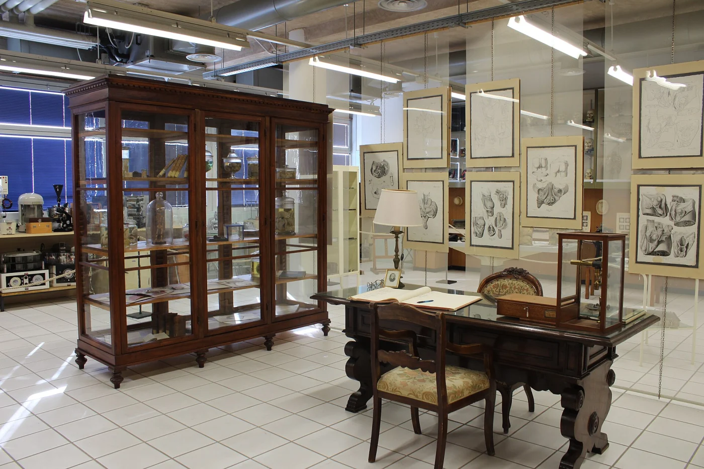 Museo anatomico Leonetto Comparini