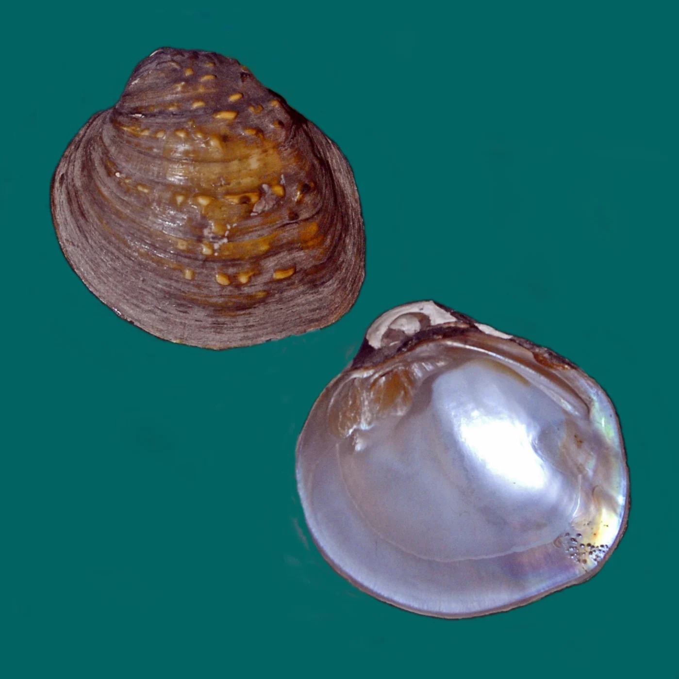 Museo civico Craveri di storia naturale