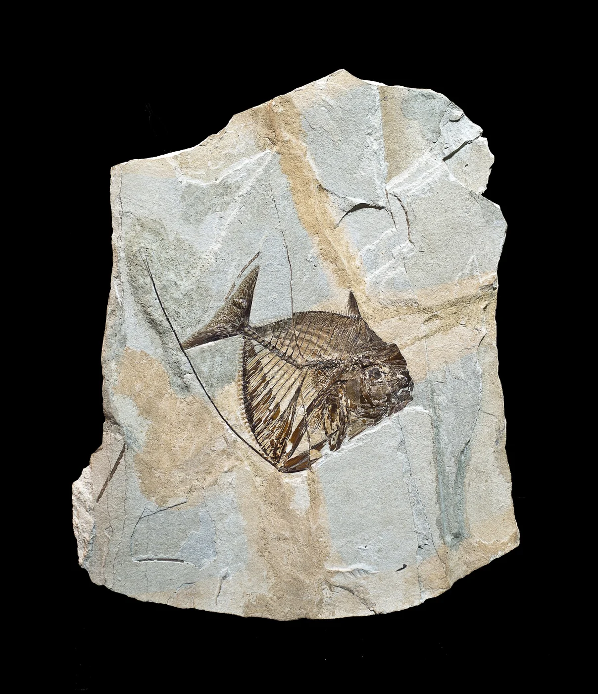 Museo dei Fossili di Bolca