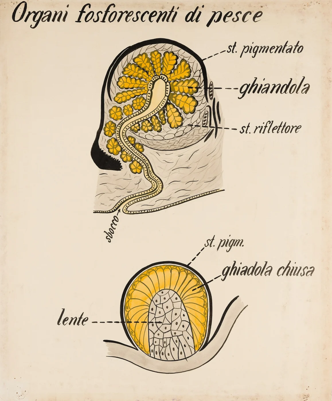 Museo di Anatomia comparata Giovanni Battista Grassi
