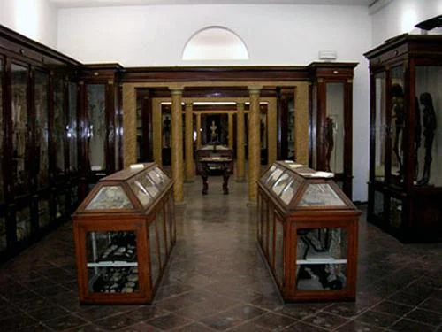 Museo di anatomia di Modena