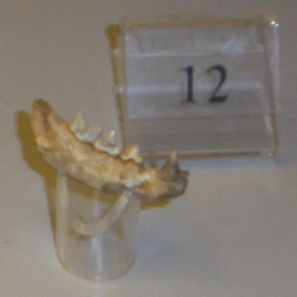 Museo di geologia e paleontologia
