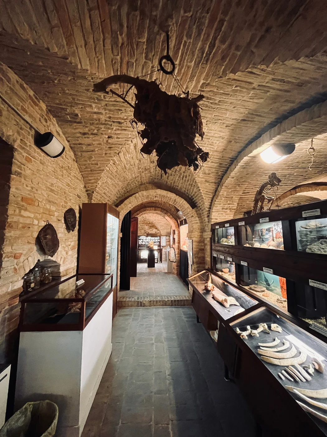 Museo di storia naturale