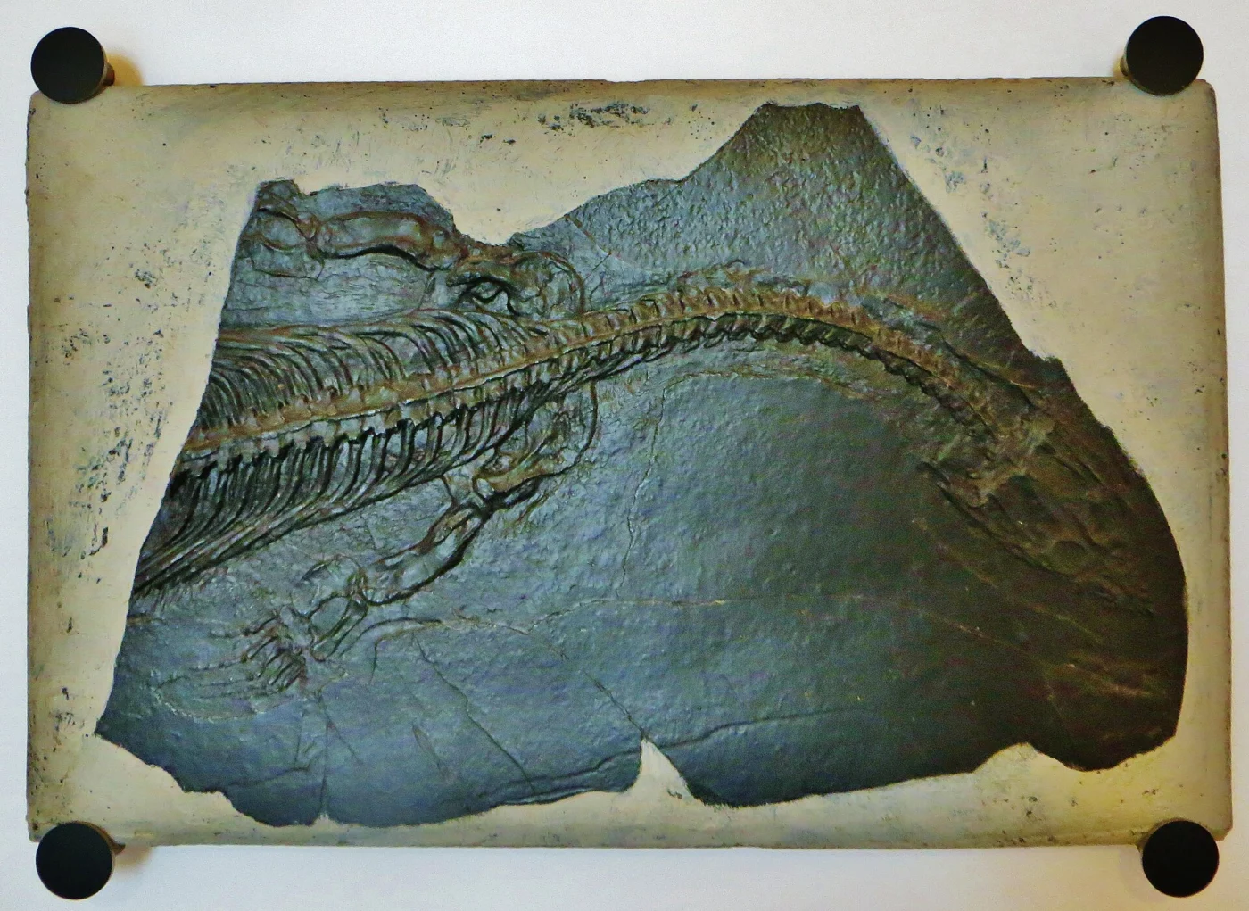Museo di Storia Naturale of Lecco