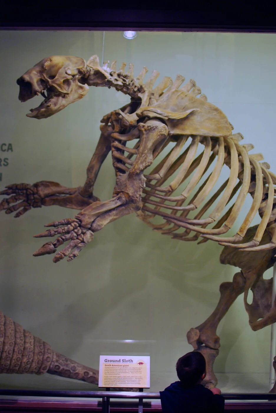 Museum of Comparative Zoology