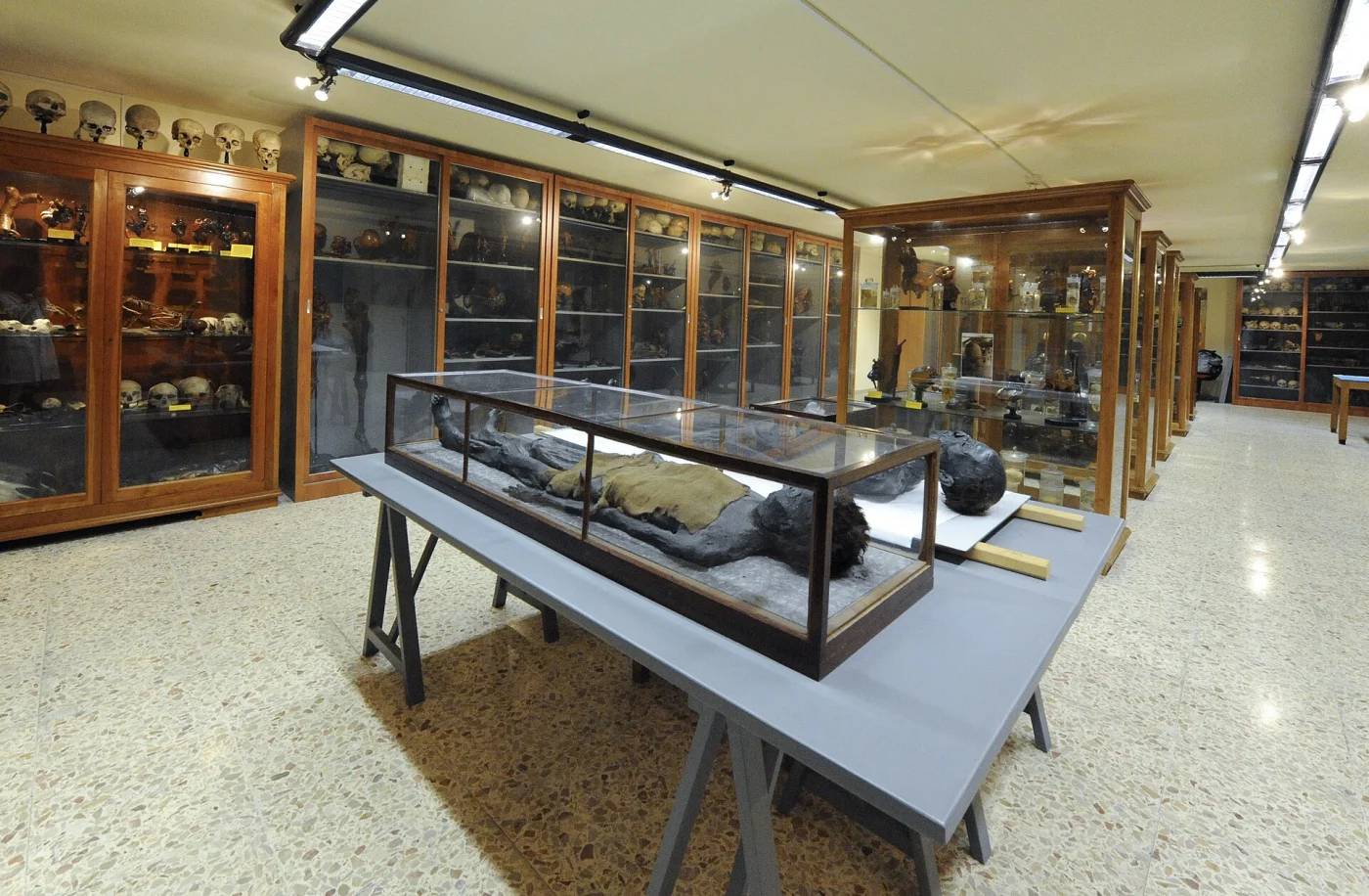 Museum of Human Anatomy