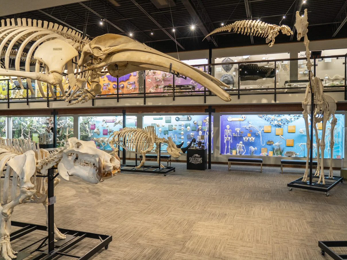 Museum of Osteology