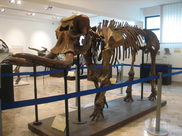 Museum of palenteology and geology Gaetano Giorgio Gemmellaro
