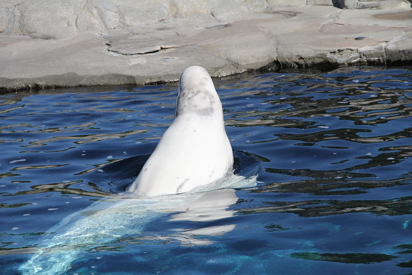 Mystic Aquarium & Institute for Exploration