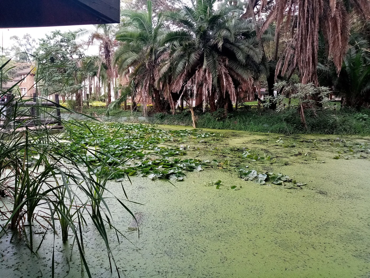 Nairobi Safari Walk