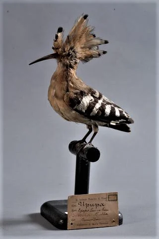 Natural History Civic Museum of Piacenza