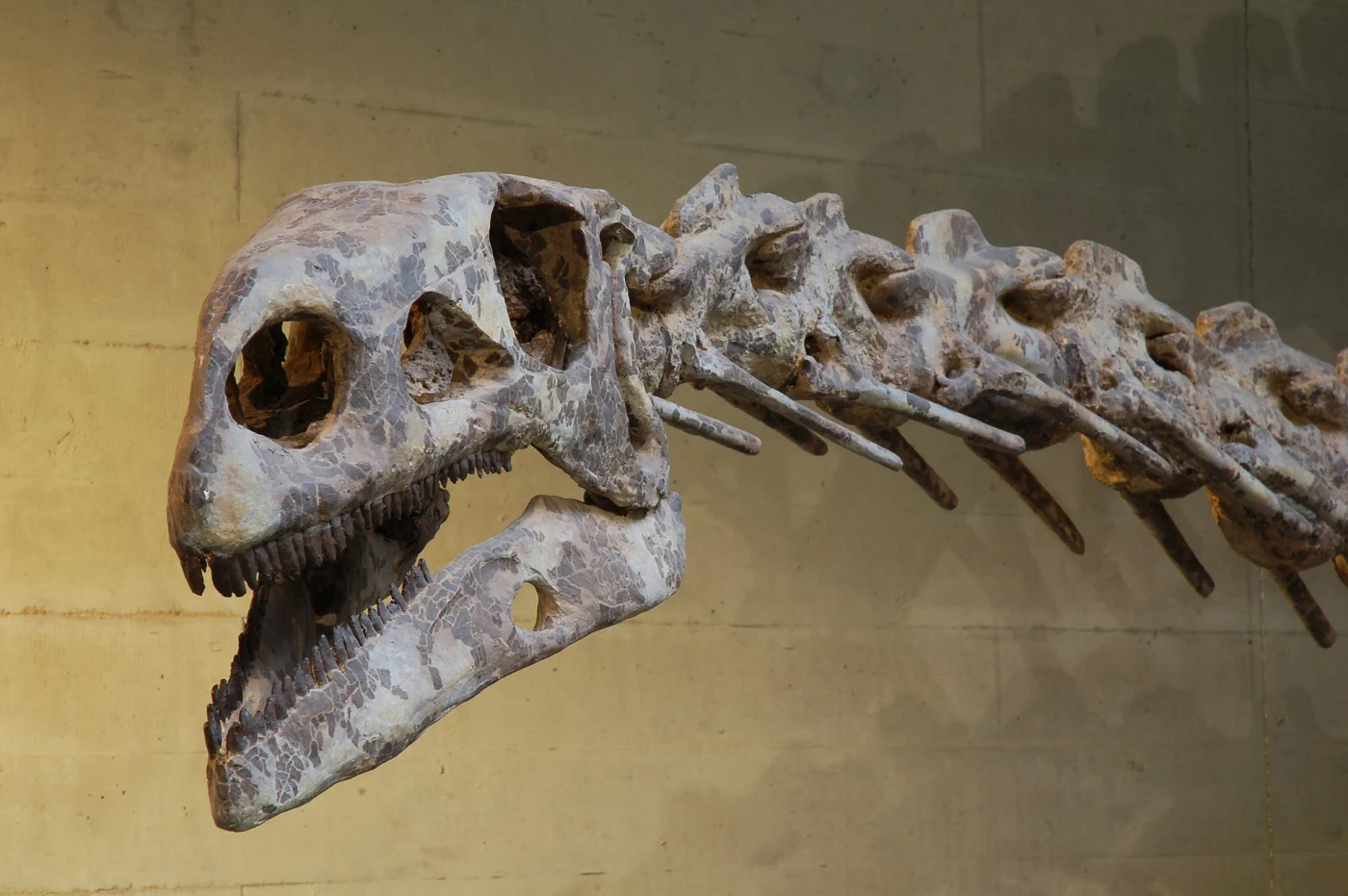 Natural History Museum Nuremberg